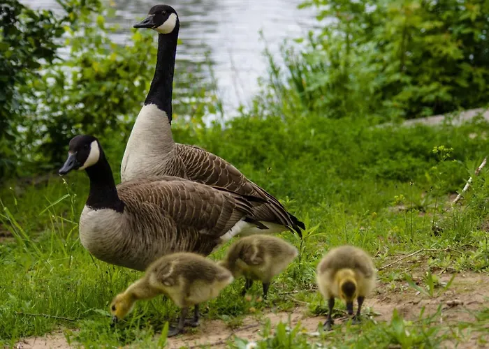 Muehle W01 Lutterbek